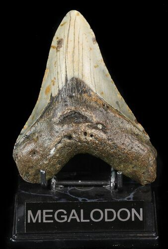Bargain, Megalodon Tooth - North Carolina #47202